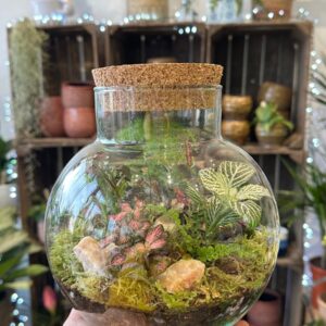 build a terrarium